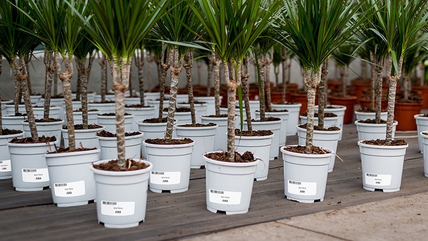 white plant pots